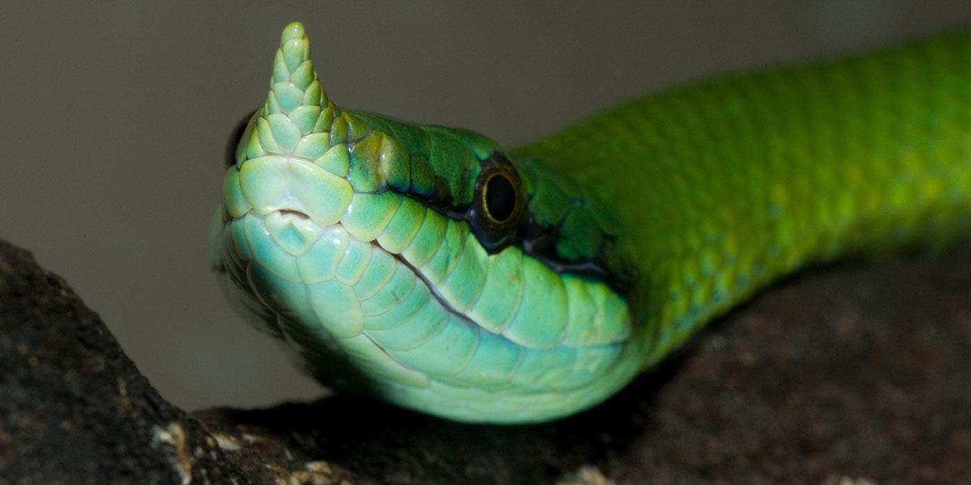 A close up of a green snake, called a rhinoceros snake, with a horn protruding from the tip of its nose