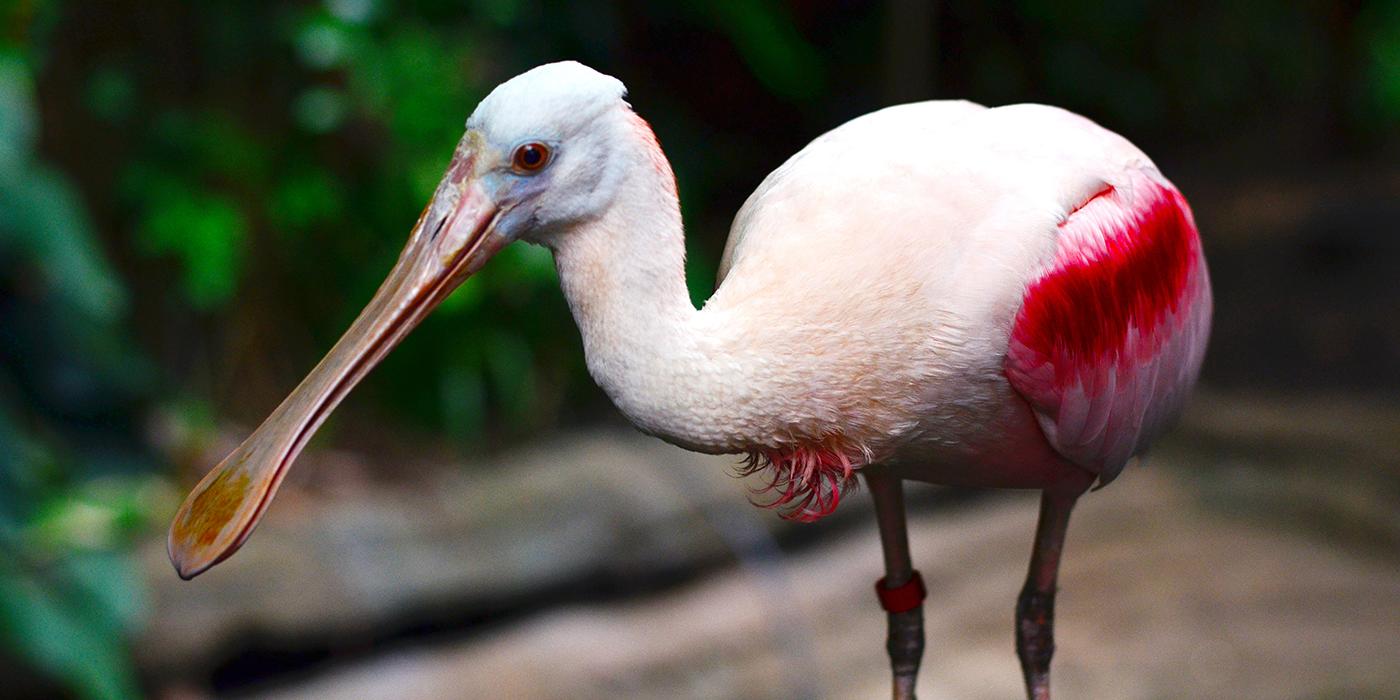 Bright pink-winged bird with a pinkish blush to the rest of the plumage. The bill is long and widened at the tip.