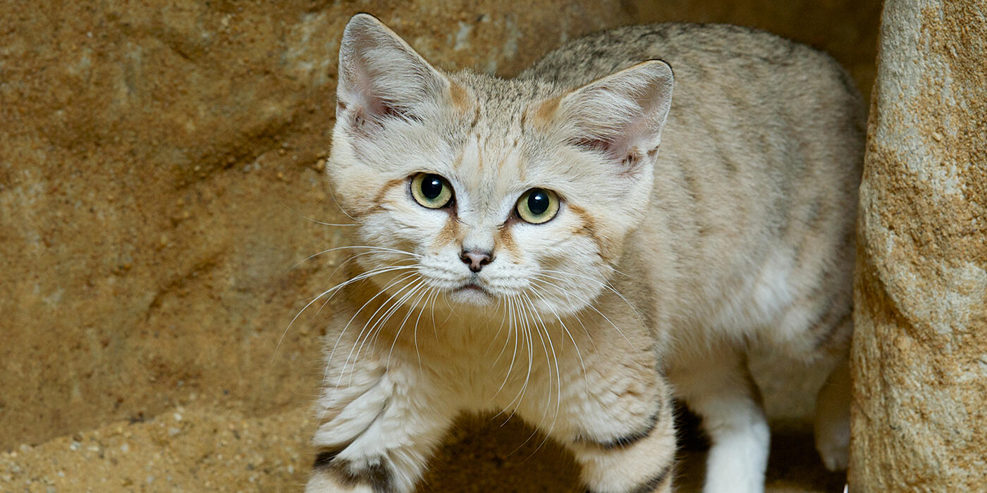 Sand cat
