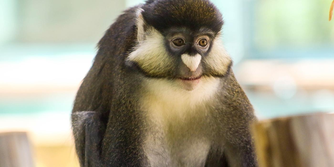 Grayish-brown schmidt's red-tailed monkey