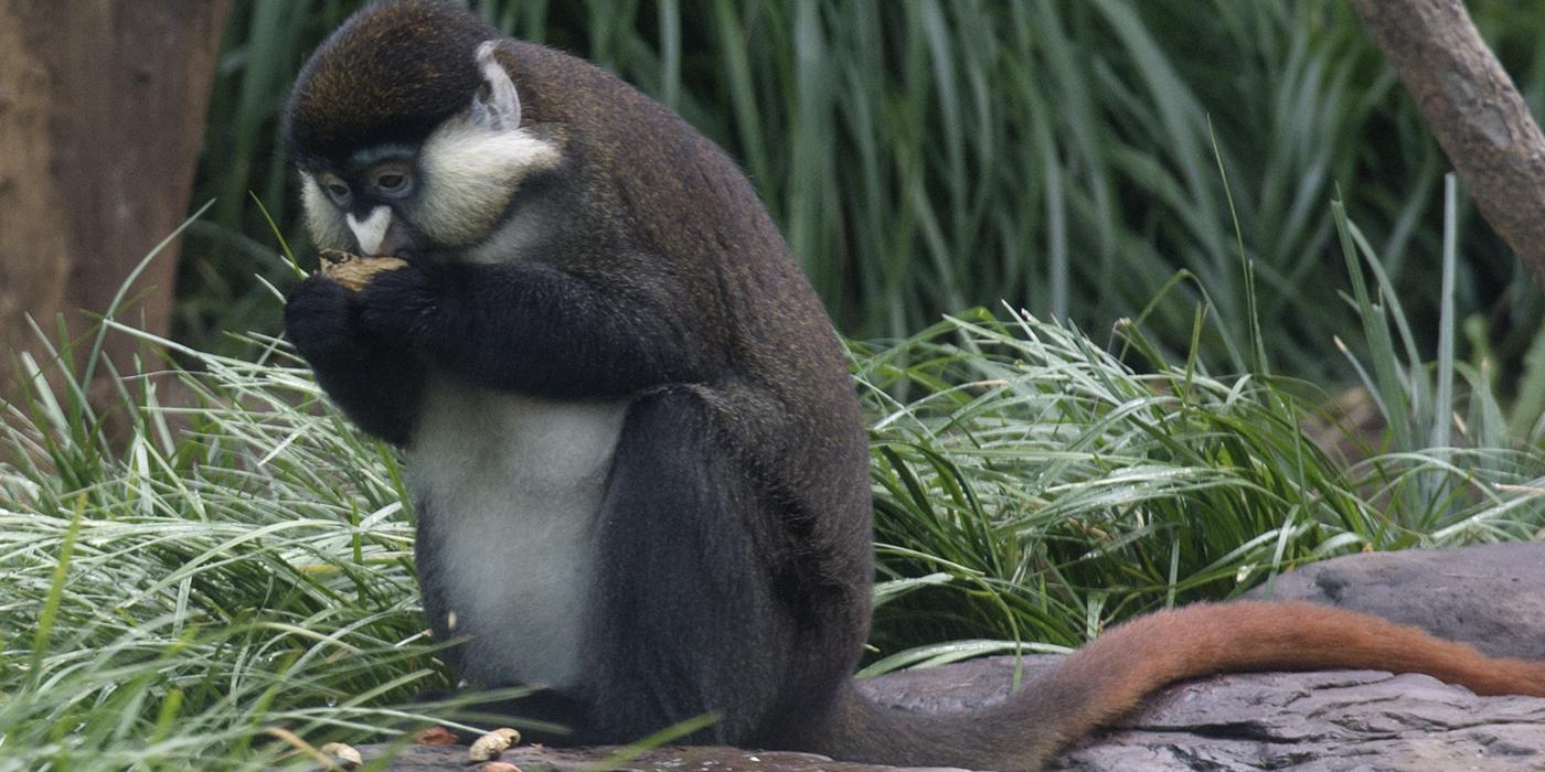 Grayish-brown schmidt's red-tailed monkey eating in the grass