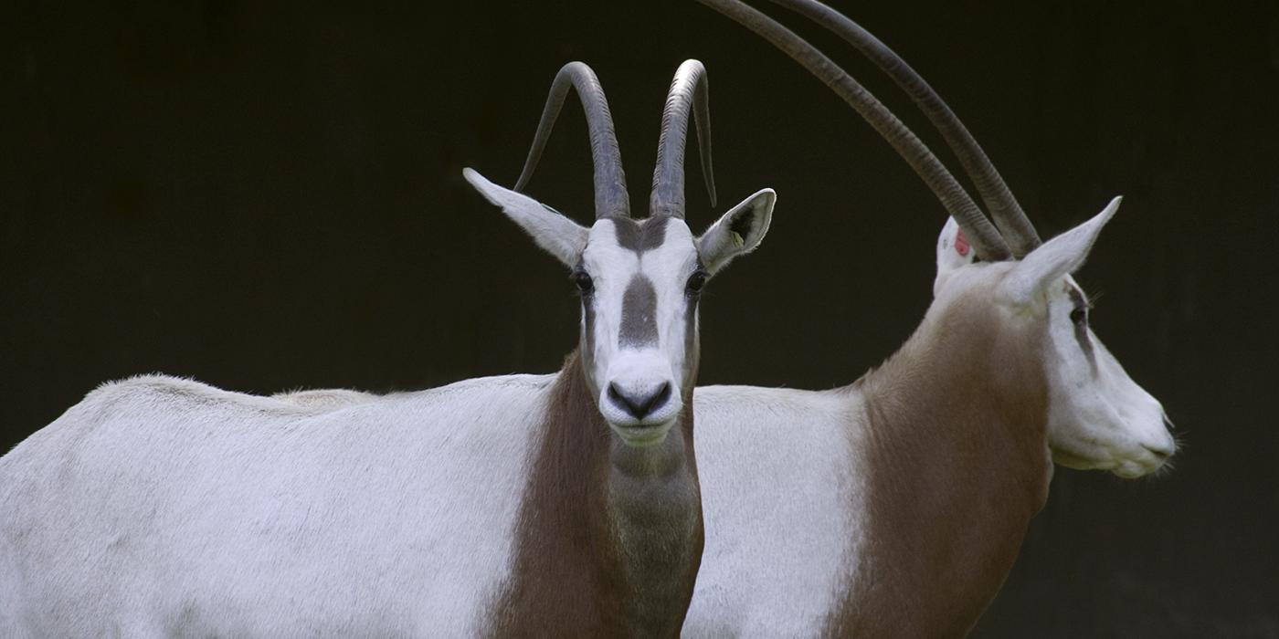 Scimitar Horned Oryx