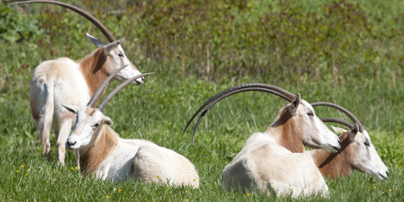 scimitar-horned oryx laying in grass