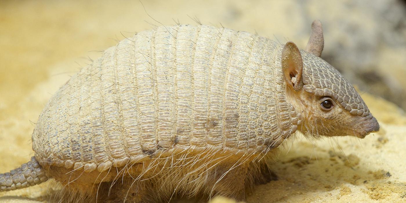 small armadillo with a pale tan coloration