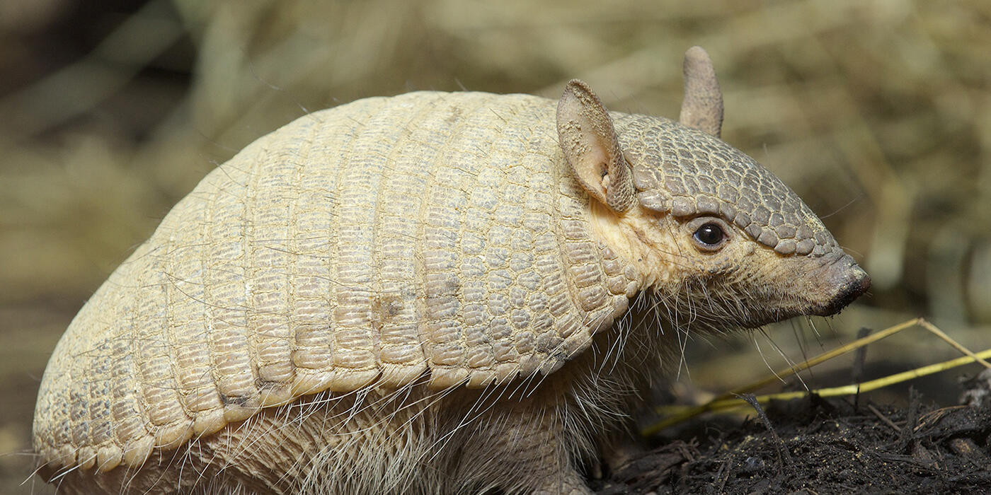 Screaming Hairy Armadillo straw background