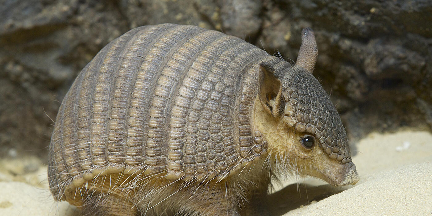 Armadillo walking across the sand
