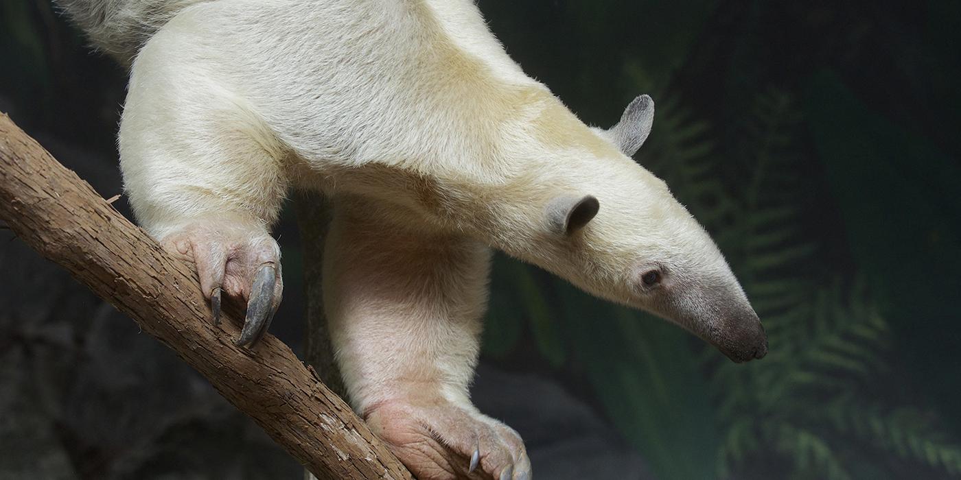 Pale-furred animal with a long snout on a branch