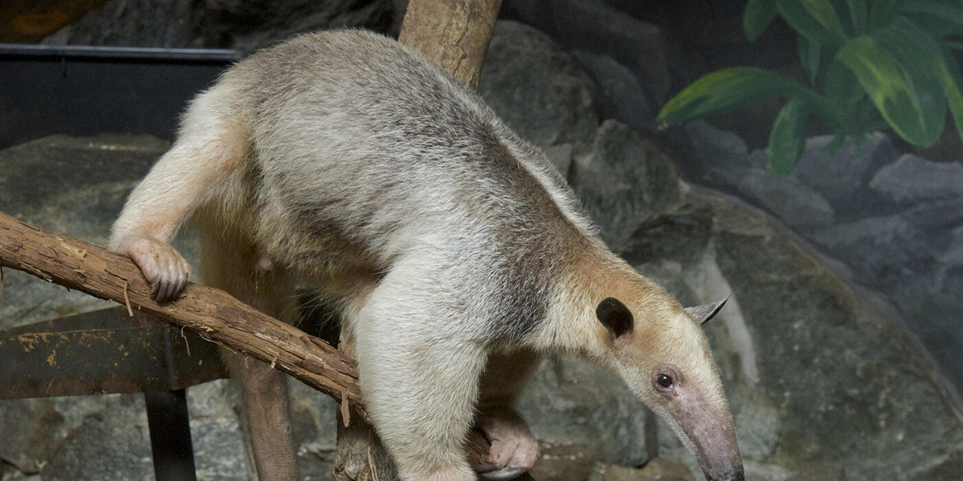 Animal balancing on a branch