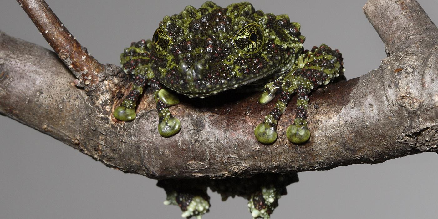 Frog on a branch with incredibly warty skin in varying shades of green