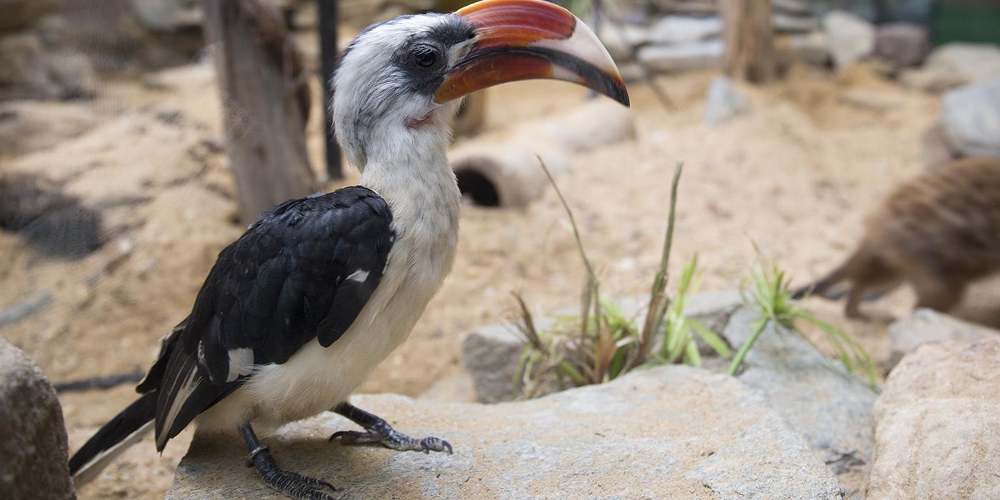 Perched on a rock, this medium-sized bird shows off its decurved beak