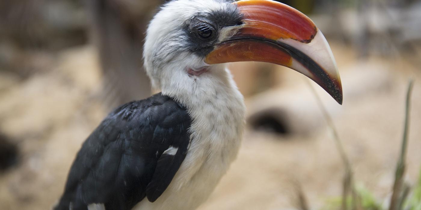 A bright red long beak adorns a black-and-white bird