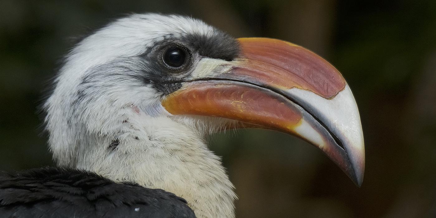 The head is white and contrasts with a bright red beak