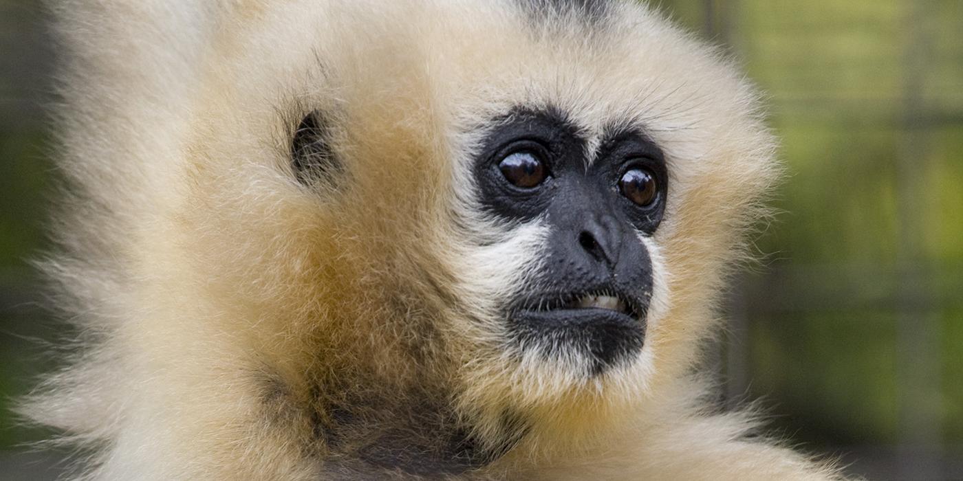 Closeup of an off-white ape with a black face