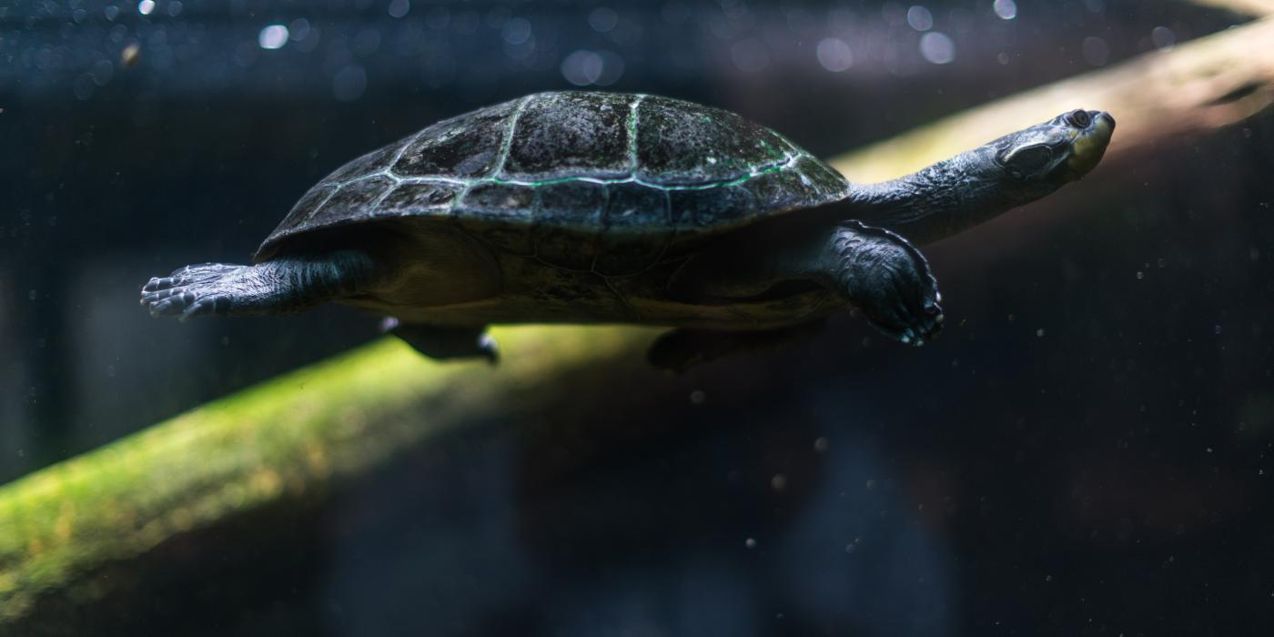 Yellow-spotted Amazon River turtle swimming underwater