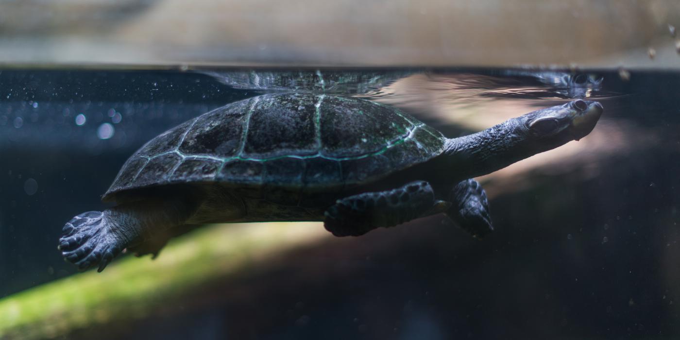 Yellow-spotted Amazon River turtle swimming underwater