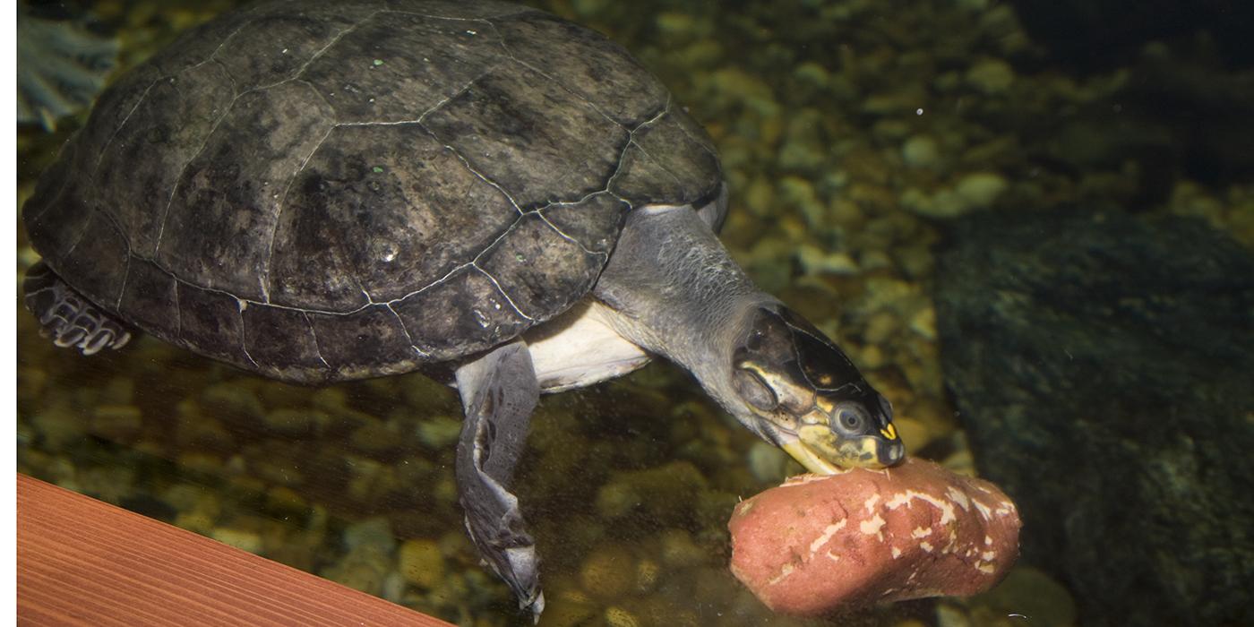 Yellow-spotted Amazon River turtle swimming and eating underwater