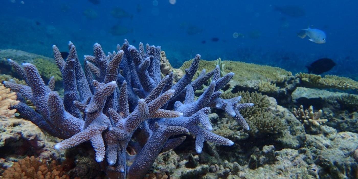 An underwater photo of a coral reef with a large coral in the foreground surrounded by smaller corals and fish swimming in the distance