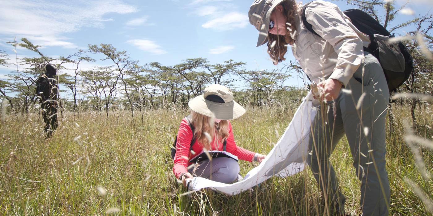 George Mason University undergraduate Jessica Morris and graduate student Molly Corder examine a tick drag out net among tall grasses in “the KLEE,” or the Kenya Long Term Exclusion Experiment site.