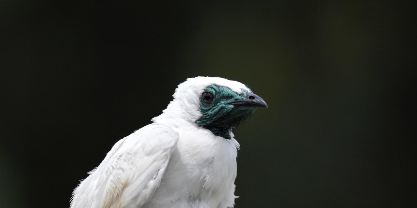 a white bird against a black background