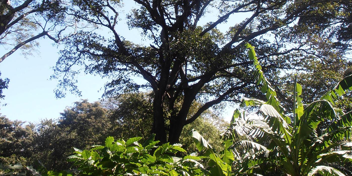 A fig tree