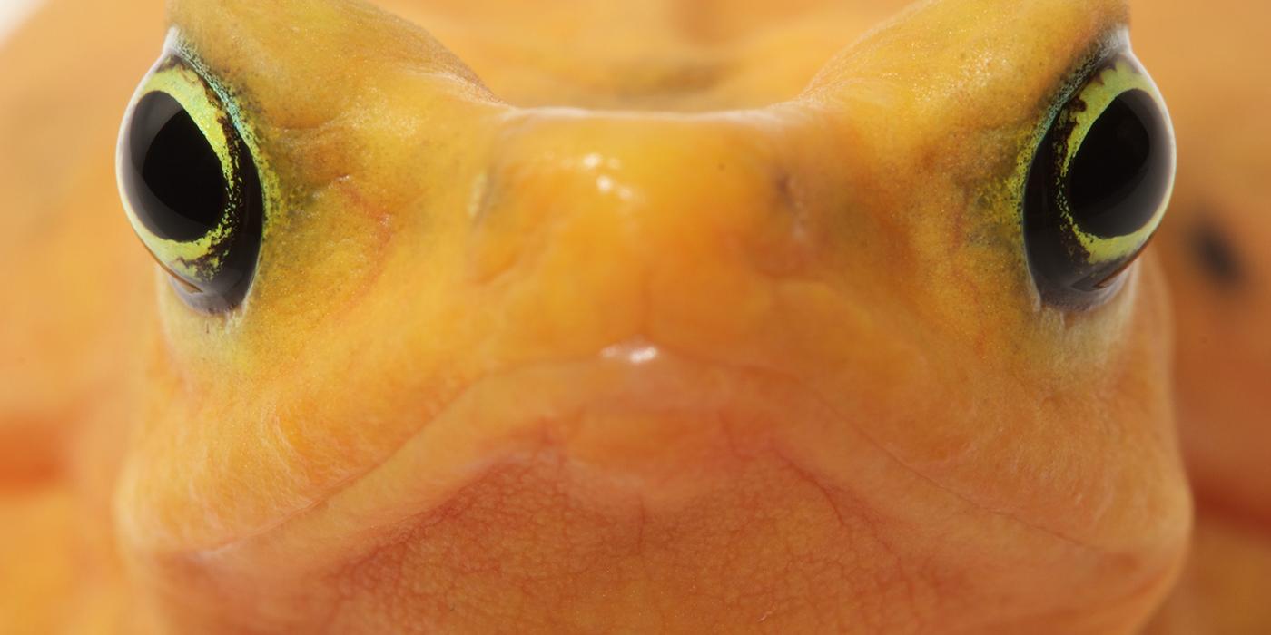 close-up of Panamanian golden frog face