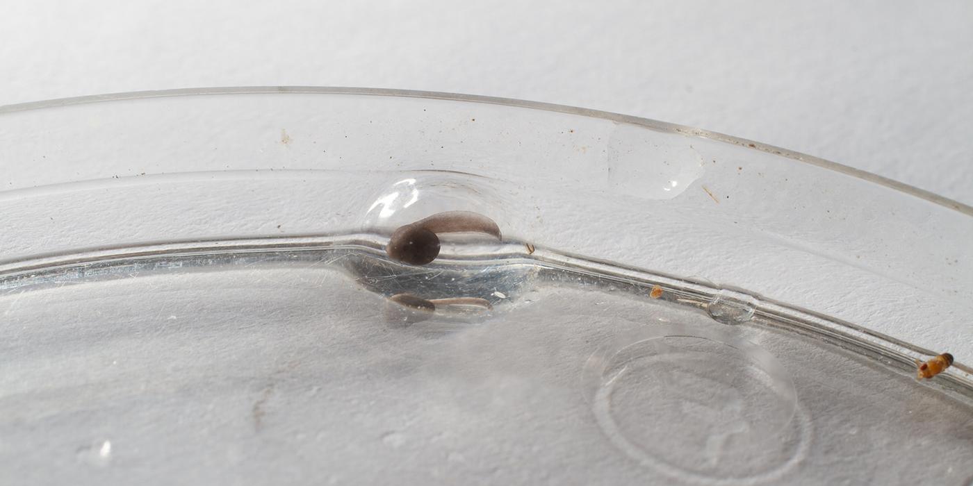 tadpole in a petri dish