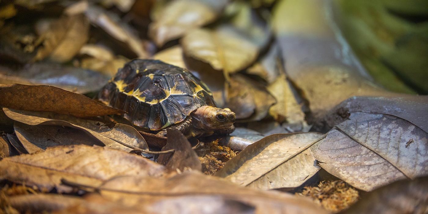 A small tortoise, called a Home's hinge-back tortoise, with a yellow and brown dome-shaped shell and short, scaly legs stands on a bed of leaves