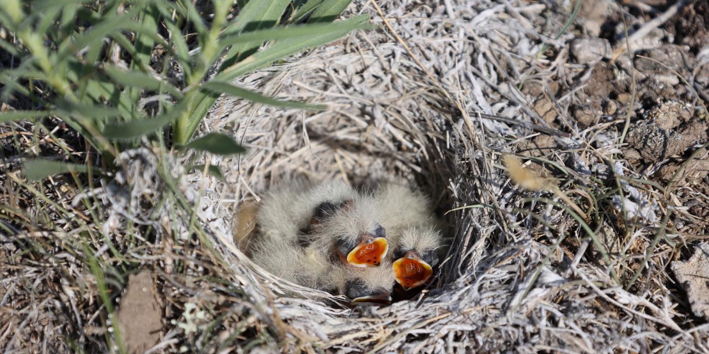 Horned lark chicks with tufts of soft feathers and open mouths in their nest on the ground, surrounded by grasses, dirt and rocks