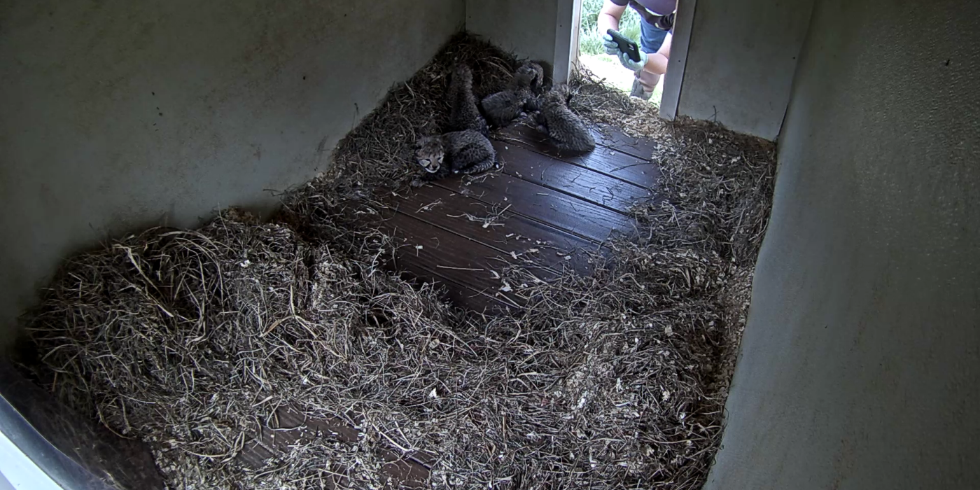 a keeper holds up a cell phone to take photos of cheetah cubs in their den