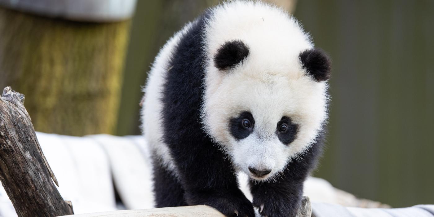 Giant panda cub Xiao Qi Ji stands atop the hammock in his outdoor habitat. 