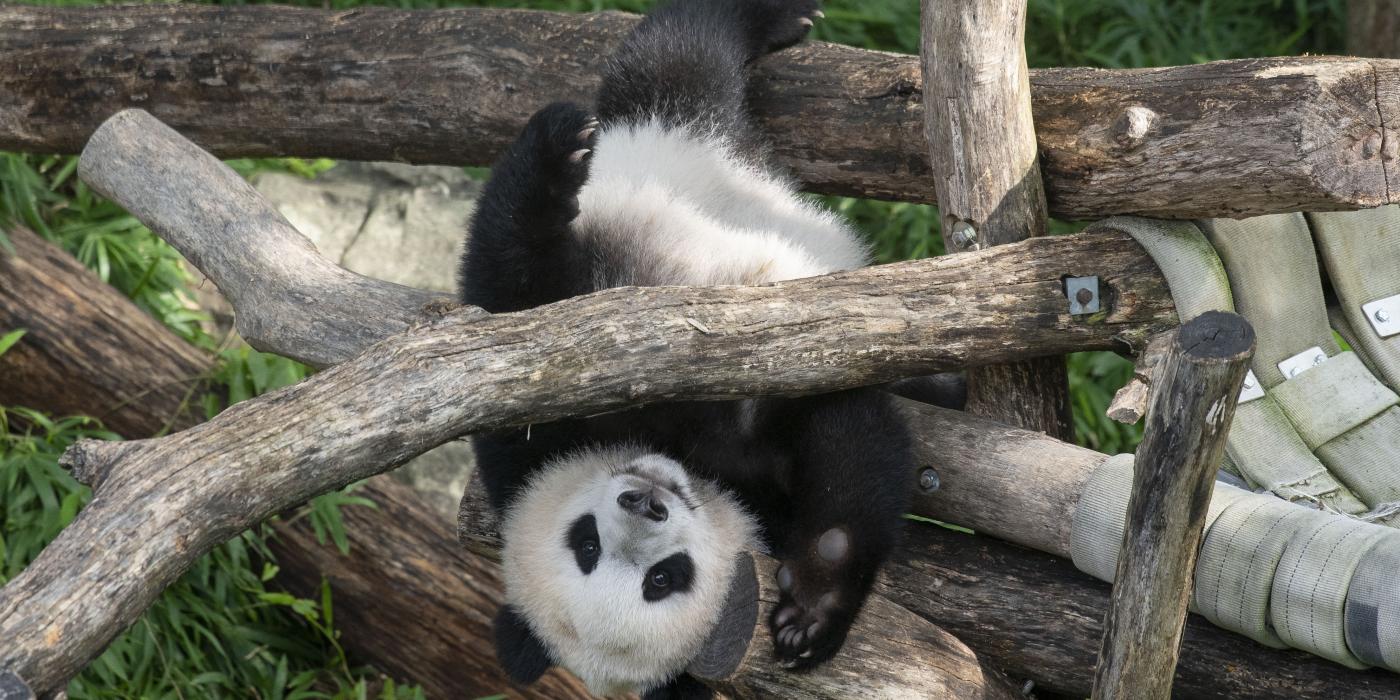 Giant panda cub Xiao Qi Ji hanging upside down from his outdoor play structure. 