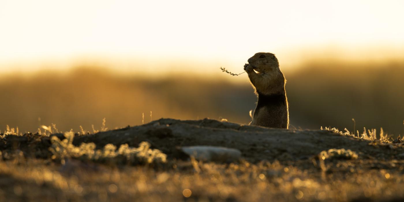 Photo of a prairie dog eating a blade of grass against the backdrop of the American prairie.