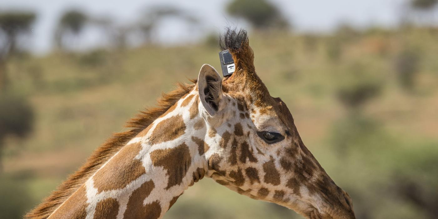Giraffe with satelite tracking device. 
