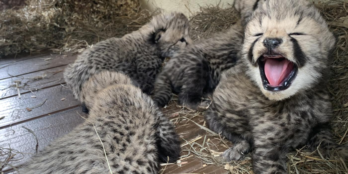 several cheetah cubs up close. one has its mouth open with a pink tongue
