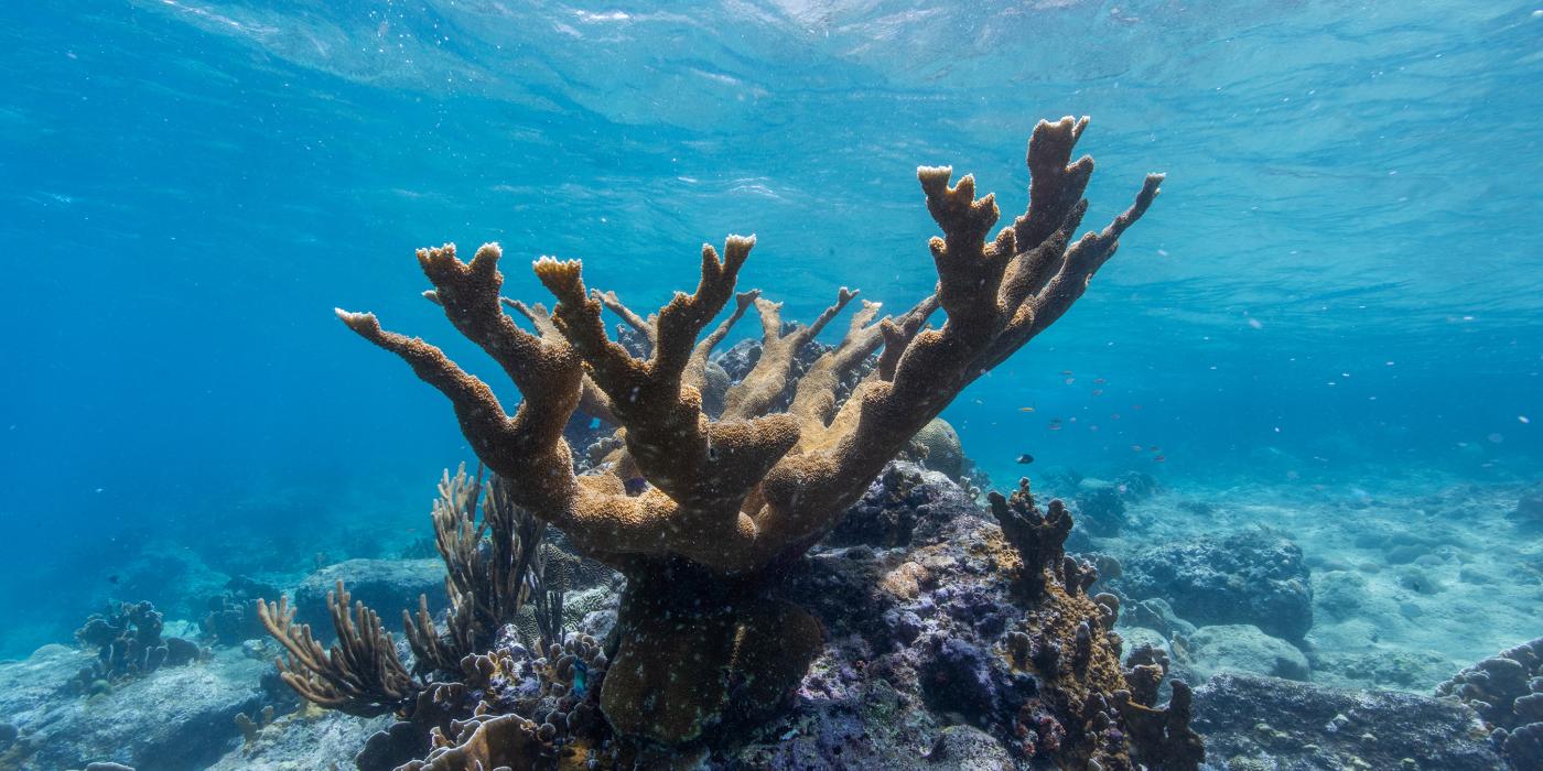 A large elkhorn coral underwater on a sunny day in Curacao