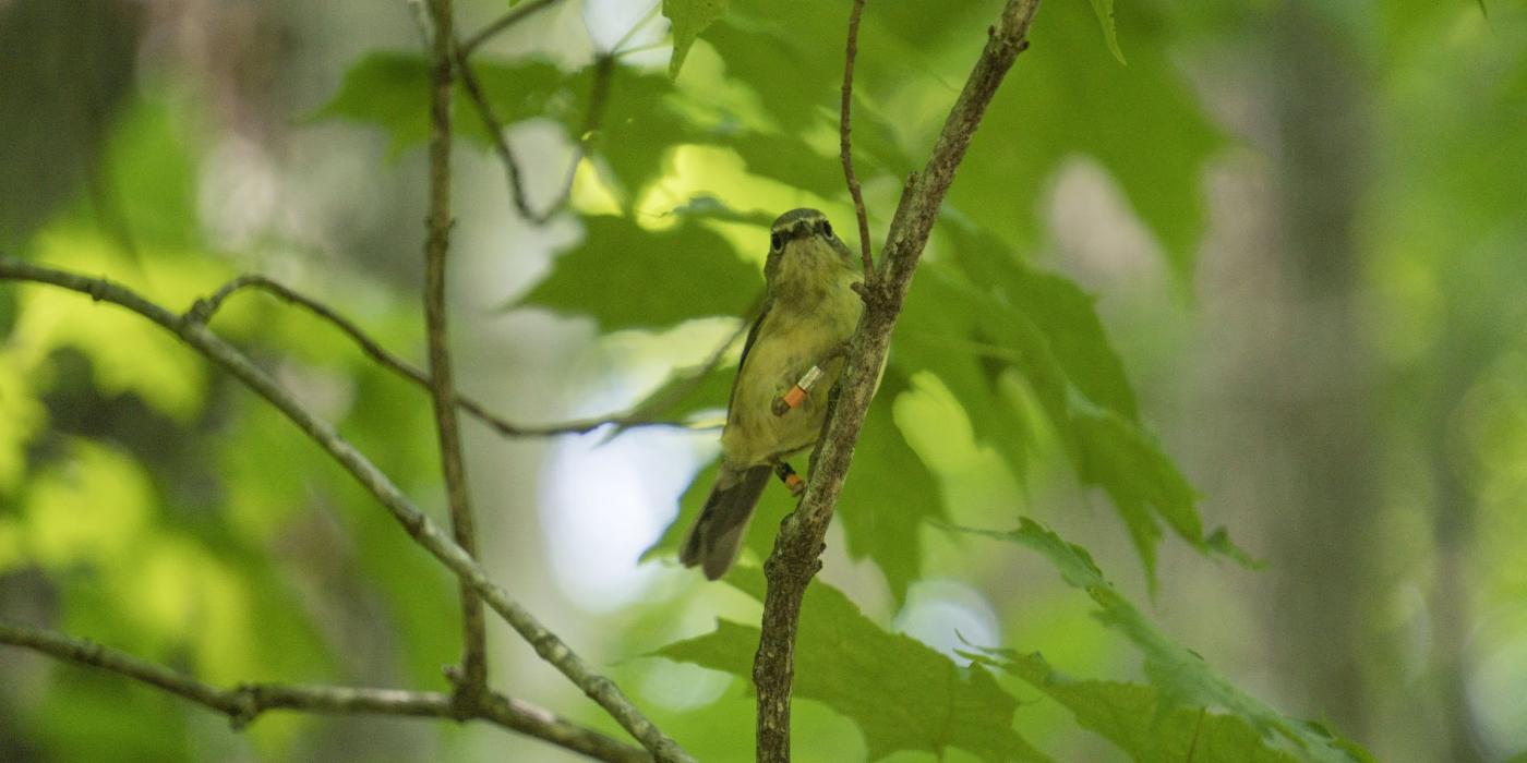 A female black-throated blue warbler with color bands, the unique color band combination allows scientists to recognize individual birds in the field.