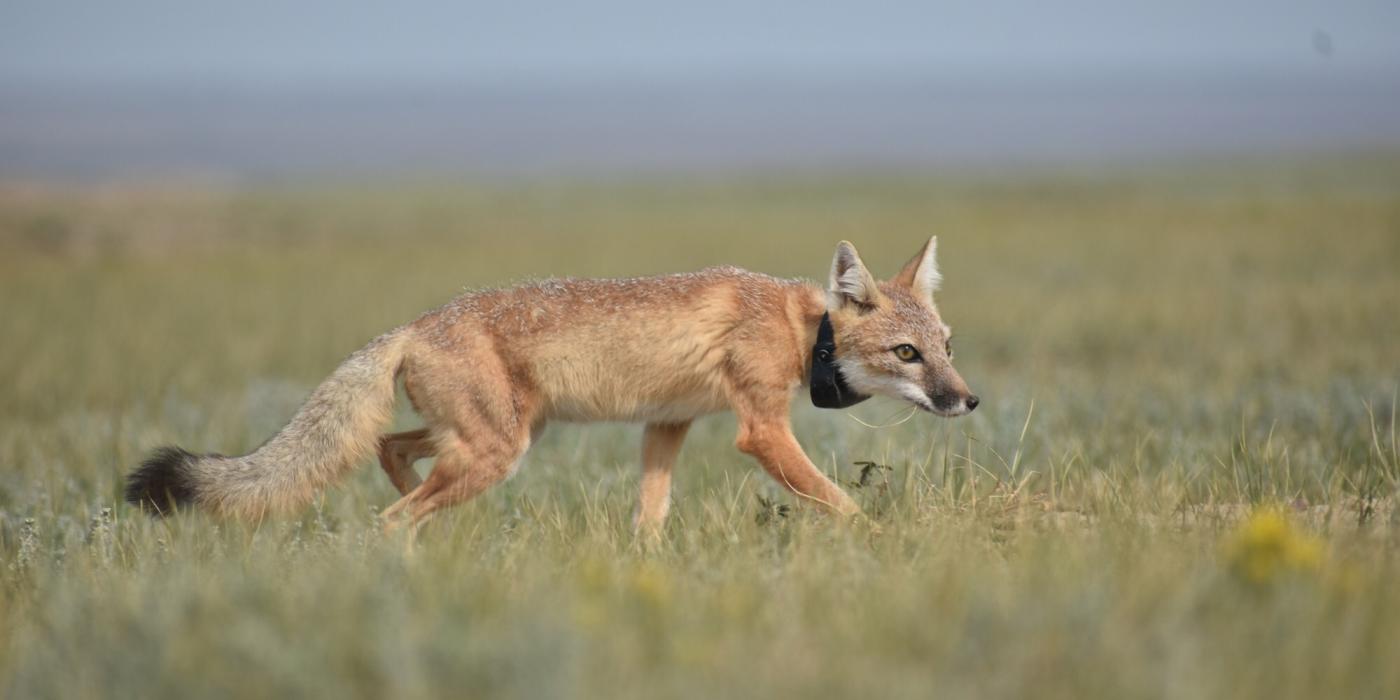 A swift fox wearing a GPS tracking collar walks through grasses in the open prairie of North-central Montana