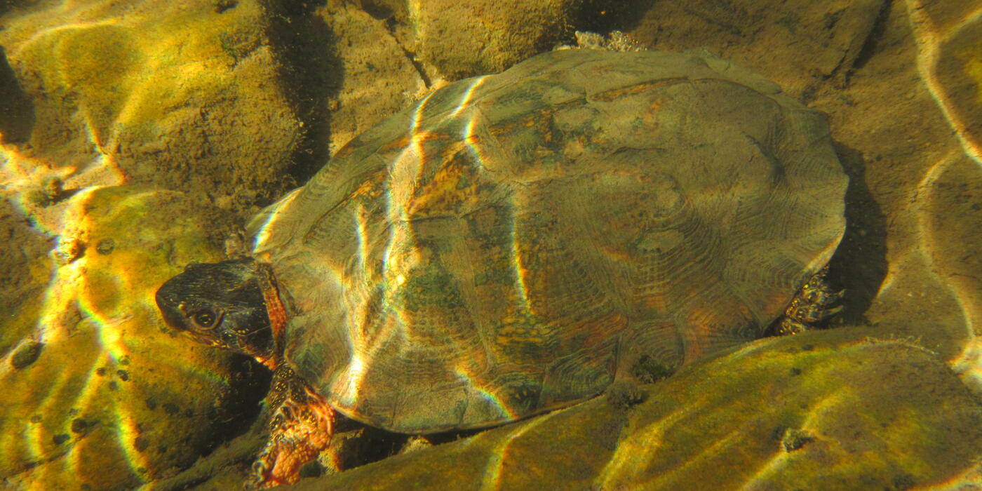 A wood turtle blends in with the surrounding rocks at the bottom of a stream. (Photo: Smithsonian Conservation Biology Institute) A wood turtle at the bottom of a stream, blending in with the surrounding rocks.