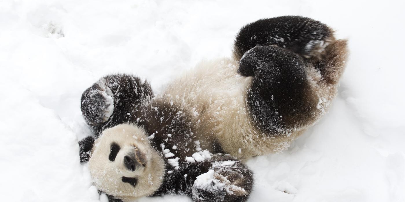 Giant panda Tian Tian plays in the snow. 