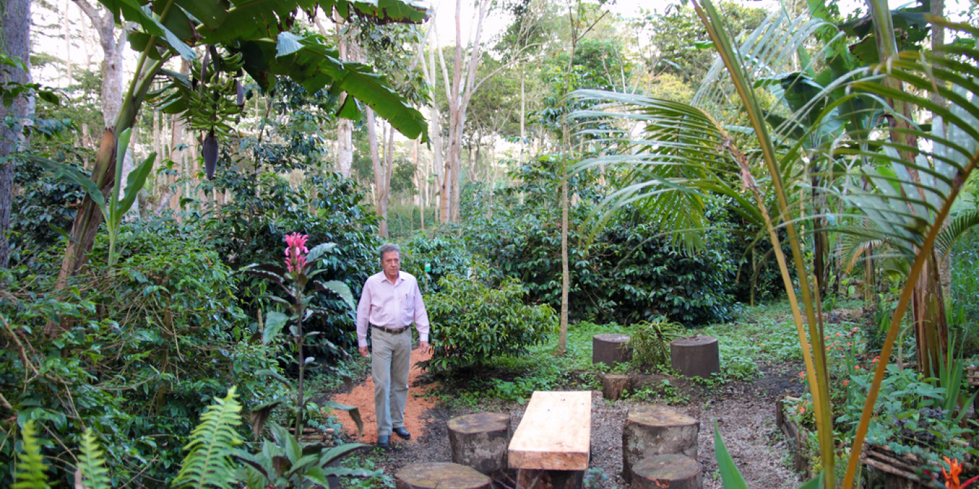 A shade-grown coffee farmer stands near a handmade table and wood stump stools in a forested area of the El Roble farm in Colombia featuring a variety of plants of varying heights