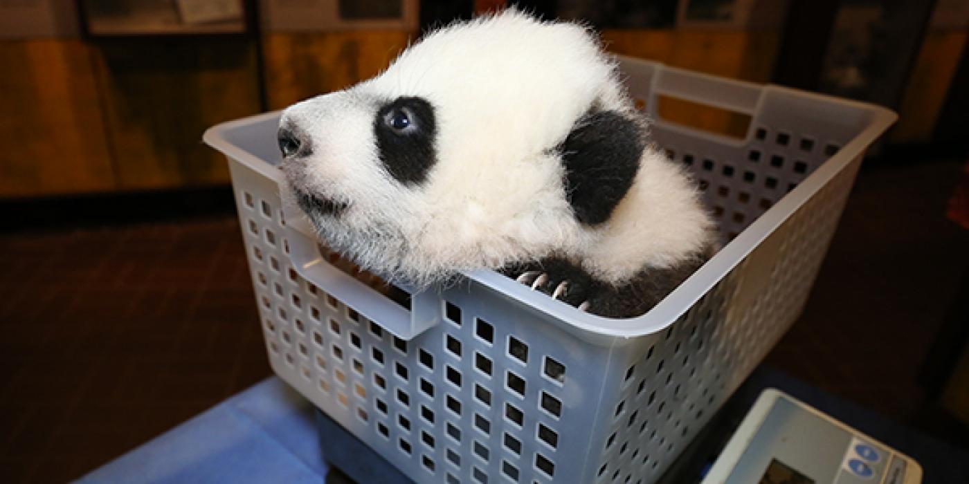 Bei Bei poking his head out of a plastic basket