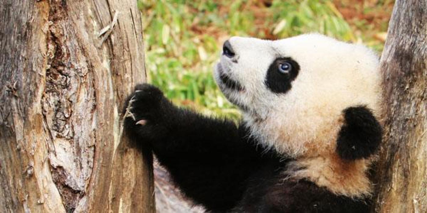 bei bei climbing a tree