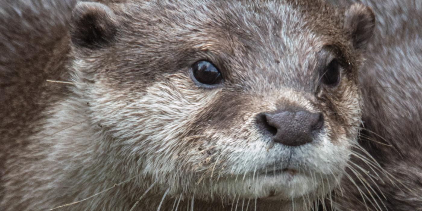 Asian Small-Clawed Otter Peaches