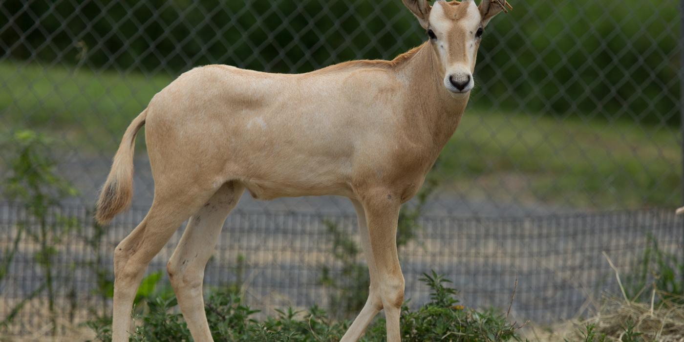 Male scimitar-horned oryx calf