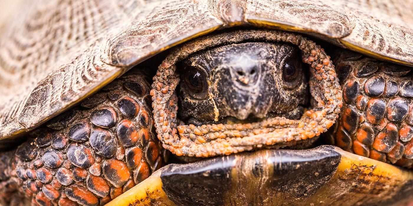 A wood turtle withdrawing into its shell