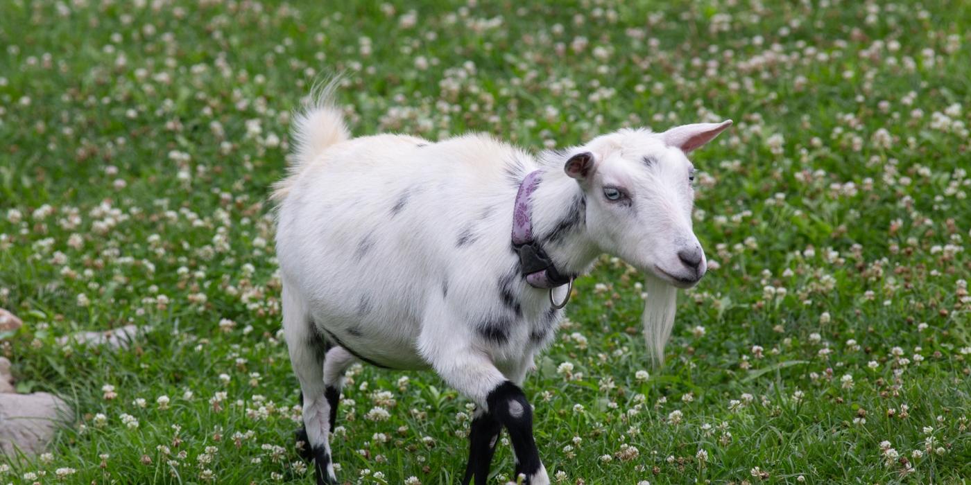 A small goat wearing a collar walks through a grassy yard at the Kids' Farm exhibit