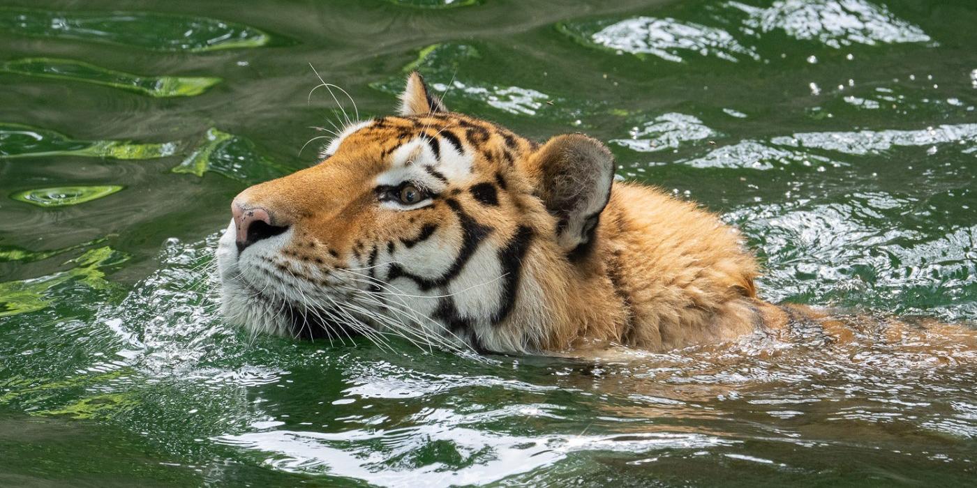 Amur tiger Metis goes for a swim in the moat of the Great Cats habitat.
