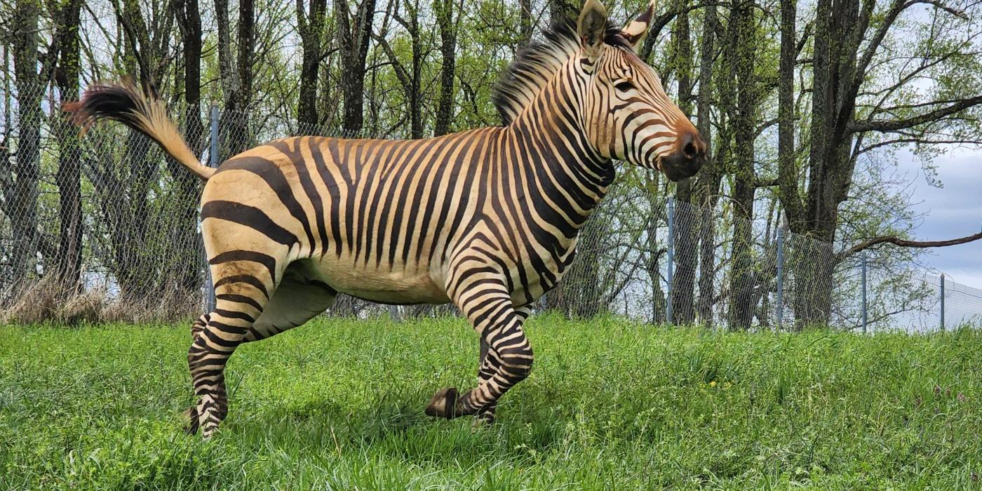 An adult male zebra leaps in his pasture. 