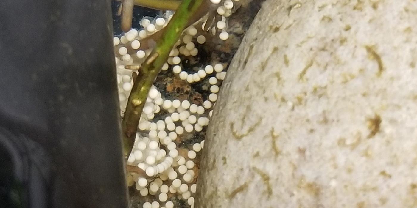 A string of Panamanian golden frog eggs. 