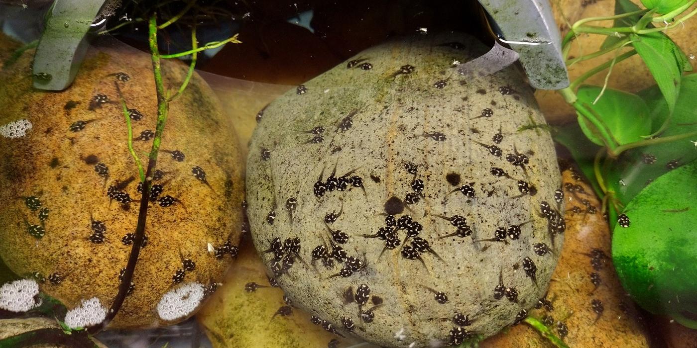 Panamanian golden frog tadpoles eat algae and diatoms off the rocks in their enclosure.